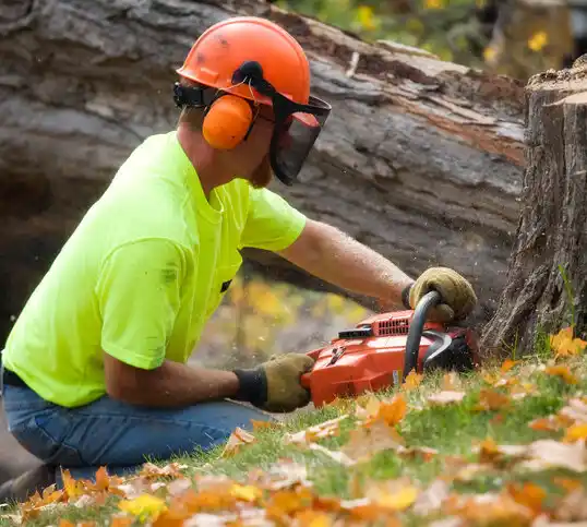 tree services Gladwin